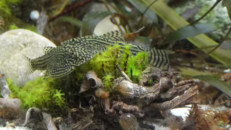 Sewellia von paris (15)