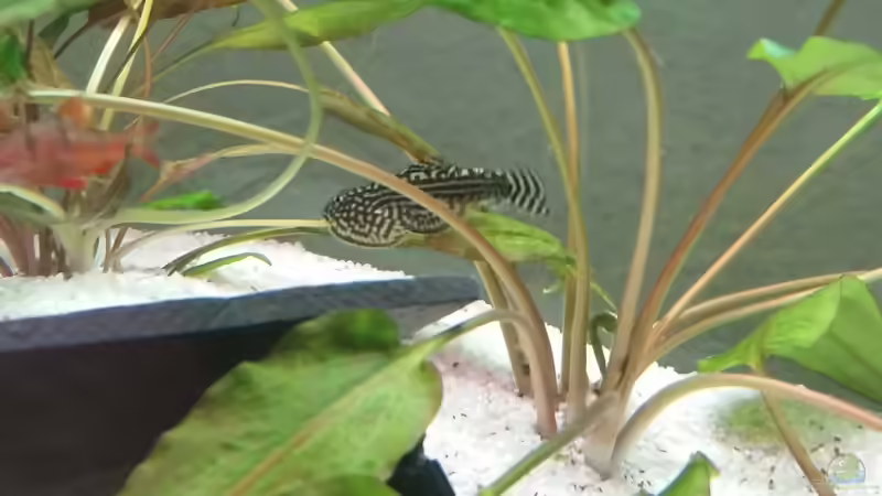 Sewilla lineolata von Oli 1 (12)