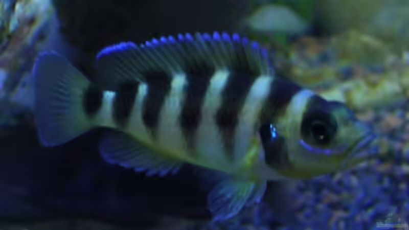 Sexfasciatus (Neolamrologus) von Zoltan Bene (22)