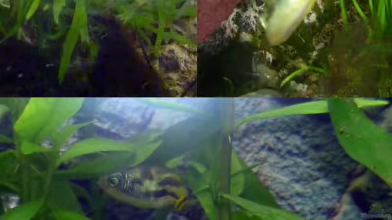 Sexualdimorphismus Carinotetraodon travancoricus von Deino (33)