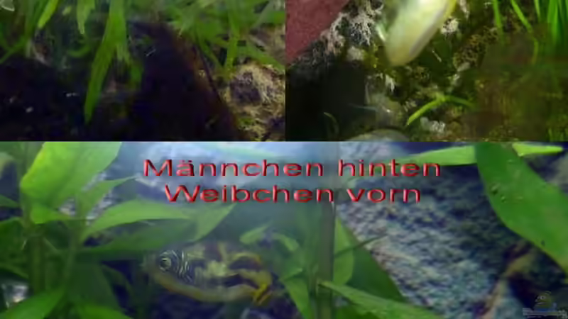 Sexualdimorphismus von Carinotetraodon travancoricus