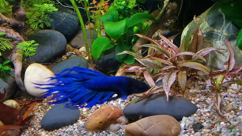 Shadow am 01.02.2023 von okefenokee (42)