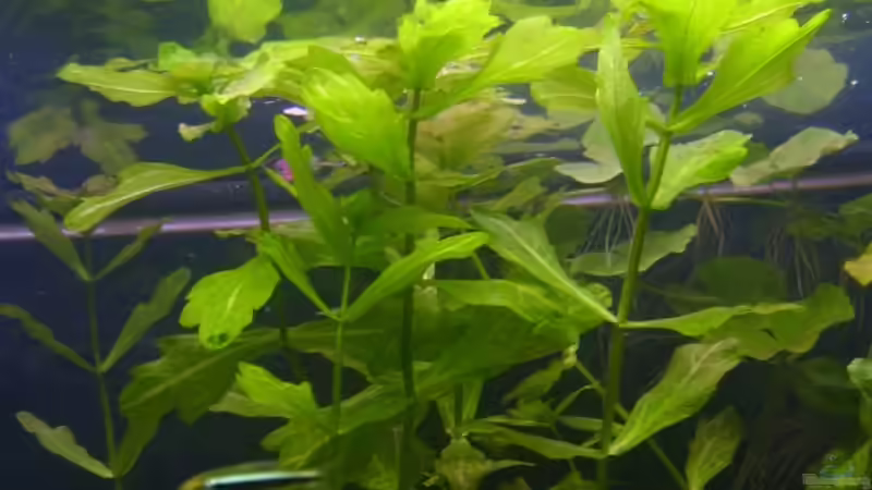 Shinnersia rivularis (4.6.2008) von Domi (15)