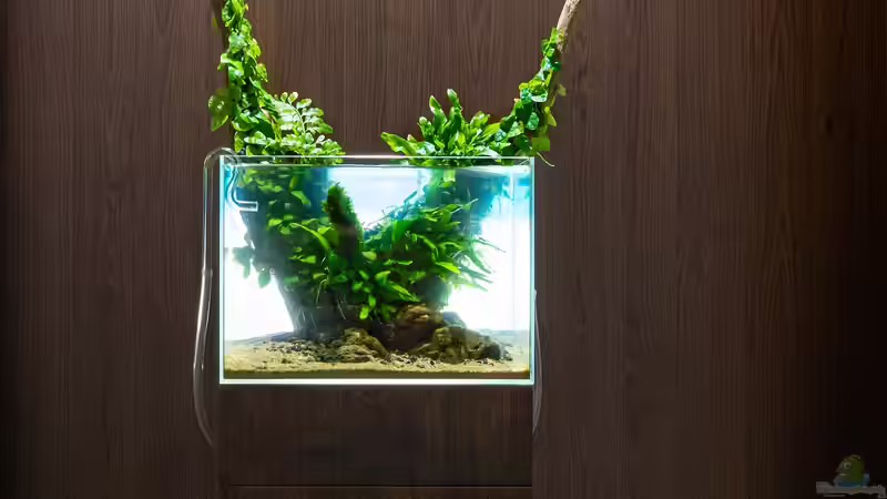 Shishi Gami nach 2 Jahren von Fredo Fuss (1)