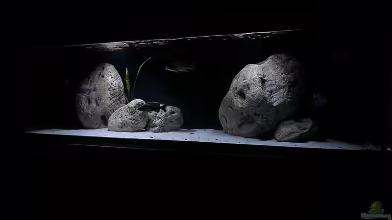 Show von malawidortmund (1)