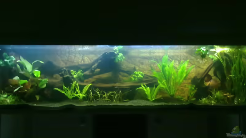 Showbecken klein/ Zuchtbecken von Blue2 (1)