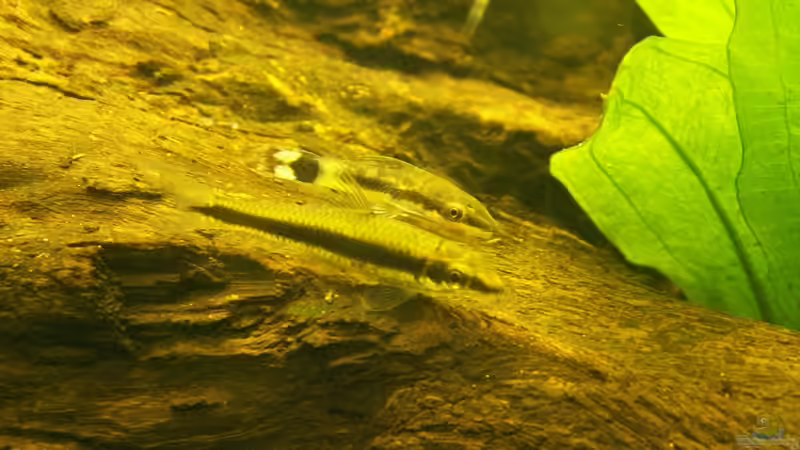 Siam. Rüsselbarbe und Ohrgitter-Harnischwels von Welslau (17)