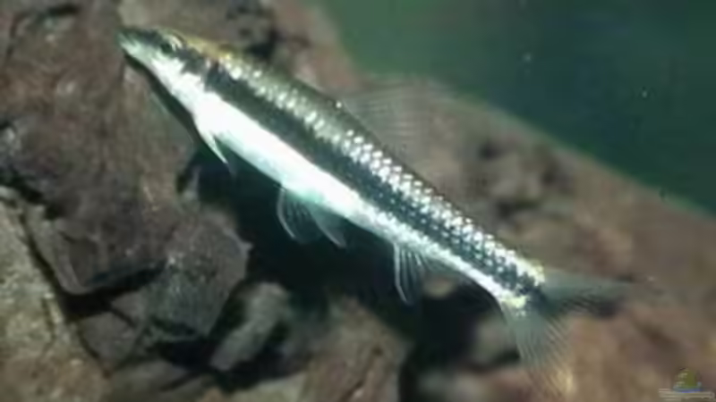 Siam. Rüsselbarbe von Andreas Kotte (4)