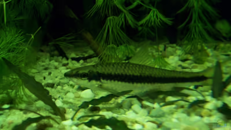 Siam. Rüsselbarbe von Tom Rudolph (11)