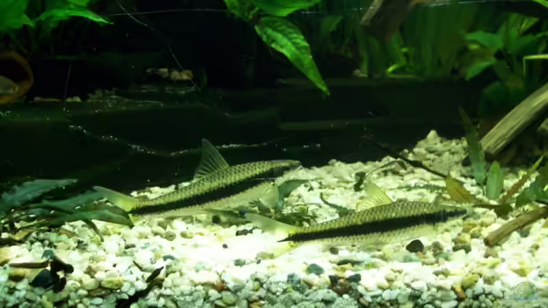 Siam. Rüsselbarben, Javafarn...07.01.2010 von Tom Rudolph (8)