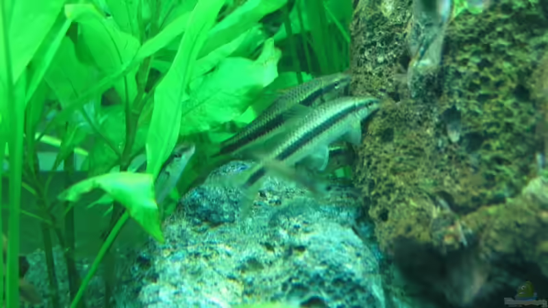 Siam. Rüsselbarben von Thomas Meier (4)