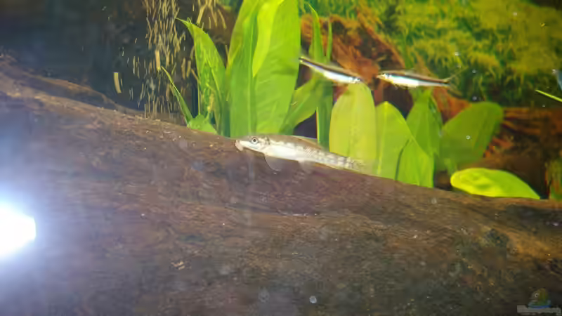 Siam. Saugschmerle und Siam. Rüsselbarben von Welslau (27)