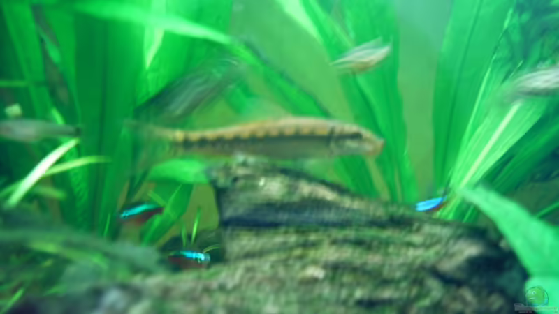 Siam. Saugschmerle von Martin Kind (15)