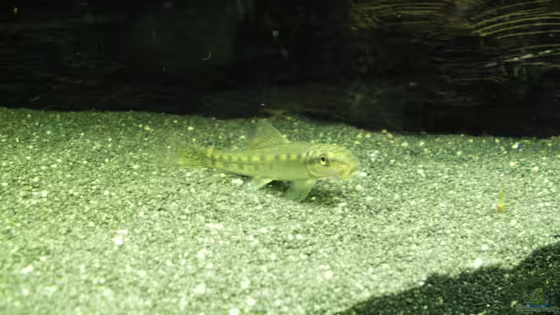 Siam. Saugschmerle von Welslau (14)