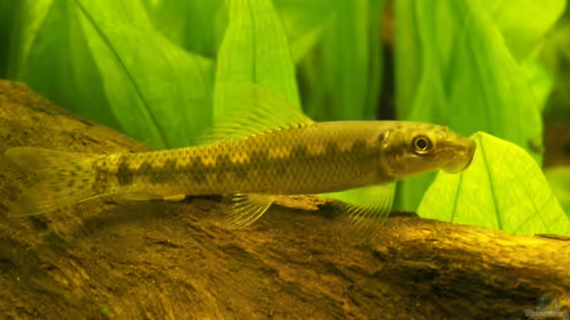 Siam. Saugschmerle von Welslau (16)