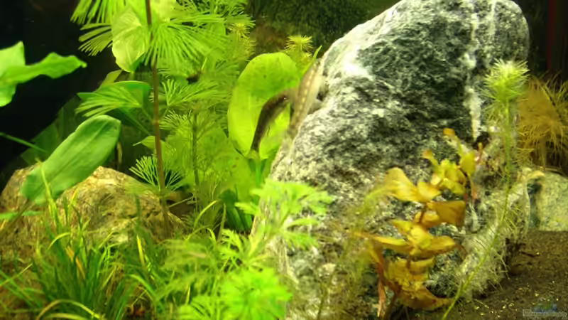 Siam. Saugschmerlen von Welslau (23)