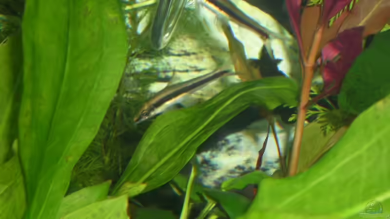 Siam.Rüsselbarbe von AQ Nano (23)