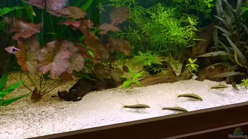 Siamensis  beim Füttern von Hans-Walter Bandt (27)