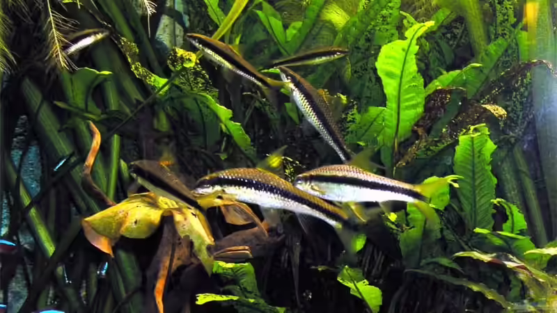 Siamesentruppe 7 auf einen Streich von Fossybear (57)