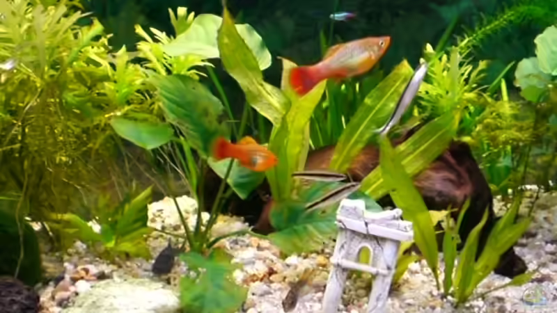 siamesiche Rüsselbarbe und Platys von Frank Schröder (9)