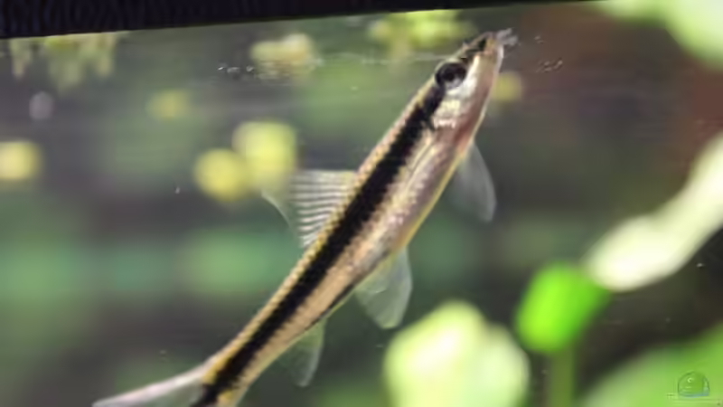 siamesiche Rüsselbarbe von Marc Leu (31)