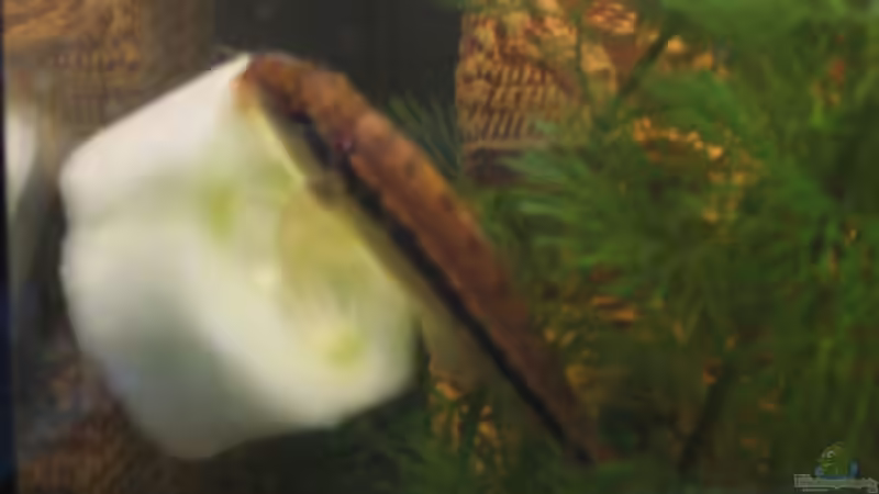 Siamesiche Saugschmerle auf Gurke