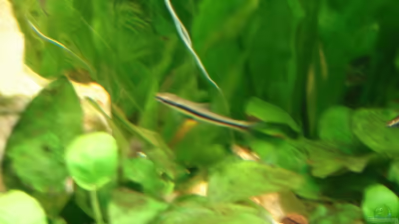 Siamesische Algenfresser von Viktor Kraft (30)