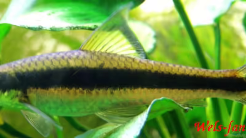 siamesische Rüselbarbe von Wels-fan (63)