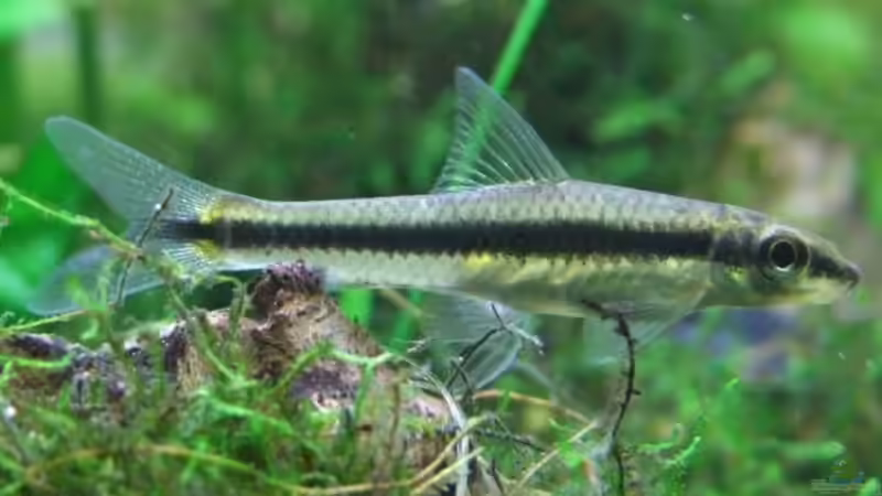 siamesische Rüselbarbe von Wels-fan (64)