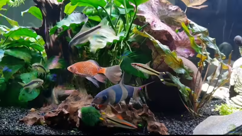 Siamesische Rüssebarbe über der Prachtschmerle und der PrachtschleierbarbeTemperatur: 24° C - 26° C  PH-Wert: 6,5 - 7,5 dGH: 5°- 15°  Aquarium: mindestens 150 cm Kantenlänge  von Manuela&Mike (37)