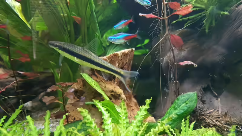 Aquarien mit Paracheirodon simulans (Blauer Neon)