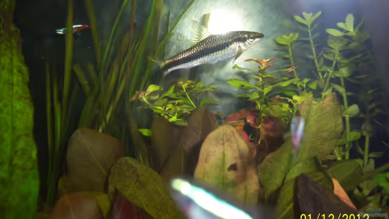 Siamesische Rüsselbarbe - Crossocheilus siamensis (ausgezogen) von kaktus-jones (56)