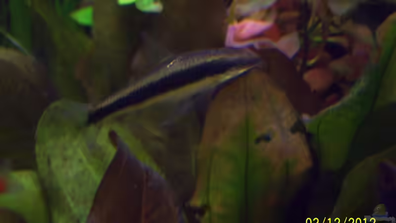 Siamesische Rüsselbarbe - Crossocheilus siamensis (ausgezogen) von kaktus-jones (57)