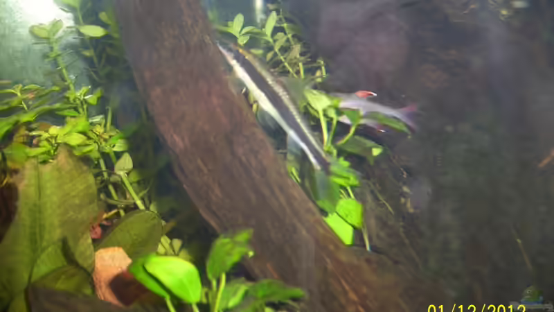 Siamesische Rüsselbarbe - Crossocheilus siamensis (ausgezogen) von kaktus-jones (59)