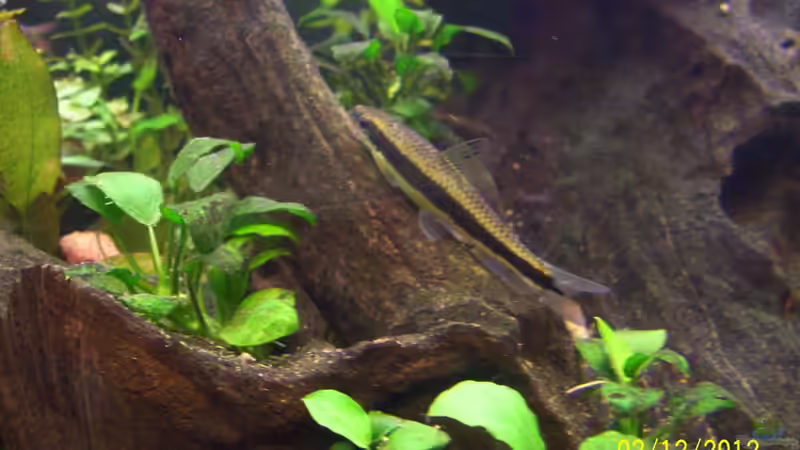 Aquarien mit Crossocheilus siamensis (Siamesischer Rüsselbarben)