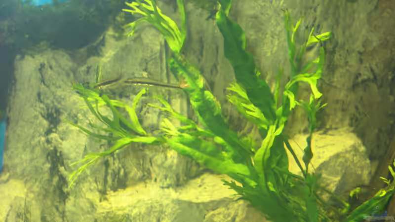 siamesische Rüsselbarbe - Crossocheilus Siamensis von Christian Grunwald (30)