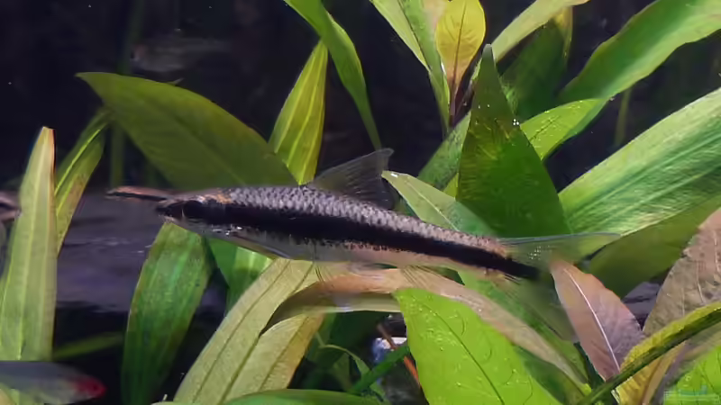 Siamesische Rüsselbarbe - Crossocheilus siamensis von Dieter (78)