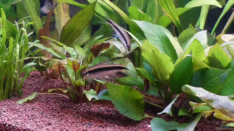 Siamesische Rüsselbarbe - Crossocheilus siamensis von Dieter (79)