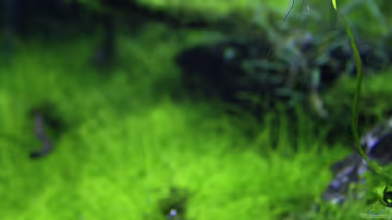 Siamesische Rüsselbarbe - Crossocheilus siamensis von OrangeBuschfisch (27)