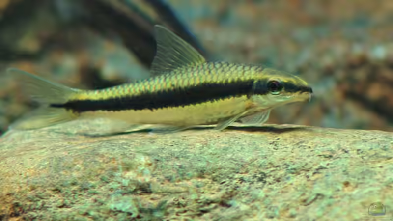 Siamesische Rüsselbarbe  von Oliver Vieth (13)