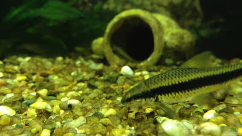 Siamesische Rüsselbarbe 2 von alex-kolb (6)