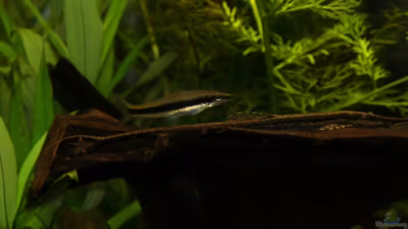 Siamesische Rüsselbarbe & Nadelwels von lod (38)