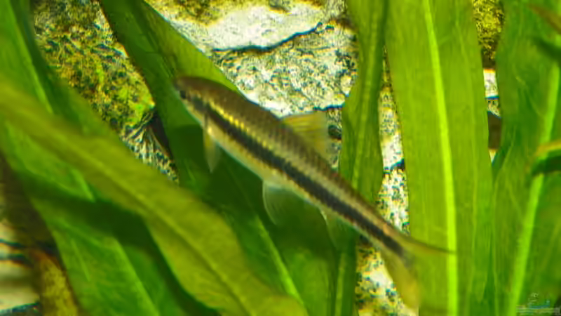 Siamesische Rüsselbarbe (Crossocheilus siamensis ) von Elgnomy (17)