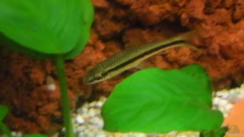 siamesische Rüsselbarbe von Alex Dihu (17)