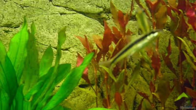 Siamesische Rüsselbarbe von Andy 86 (18)