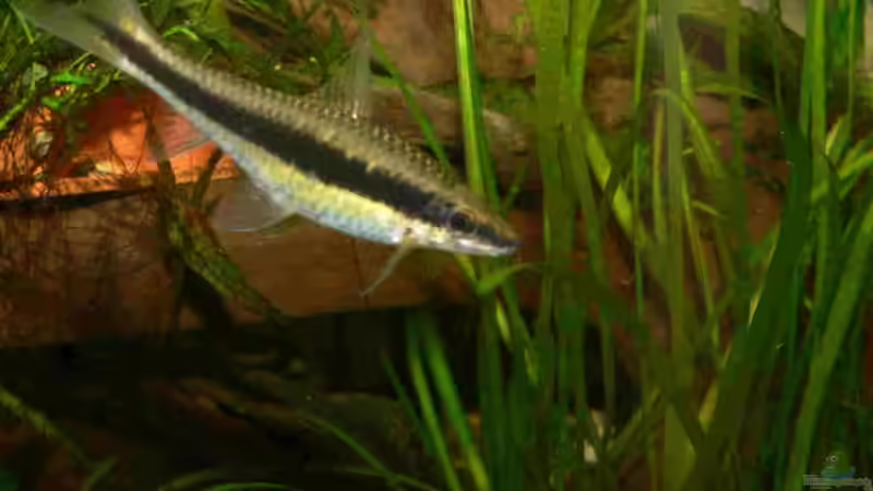 Siamesische Rüsselbarbe von Bastian Tüxen (9)