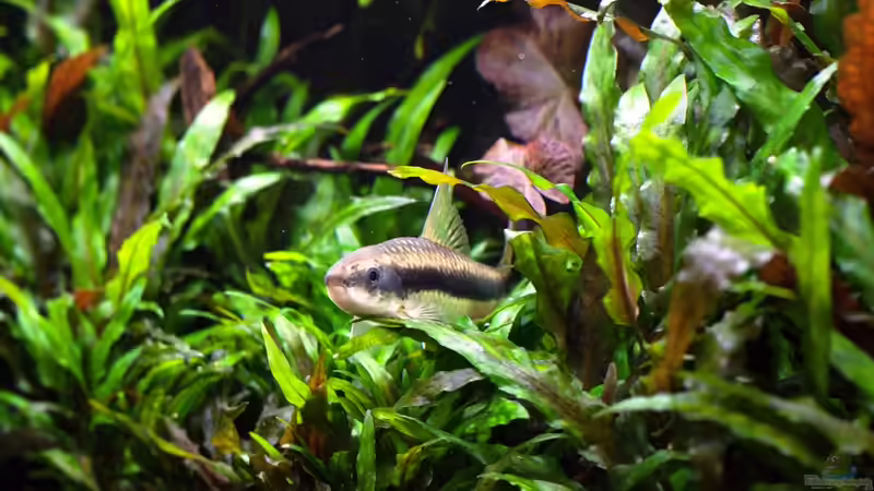 Siamesische Rüsselbarbe von Der Nicky (100)