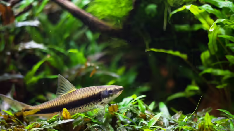 Siamesische Rüsselbarbe von Der Nicky (96)