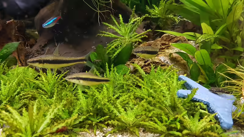 Siamesische Rüsselbarbe von E2k (13)