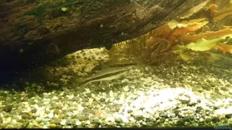 siamesische Rüsselbarbe von Frank S (21)